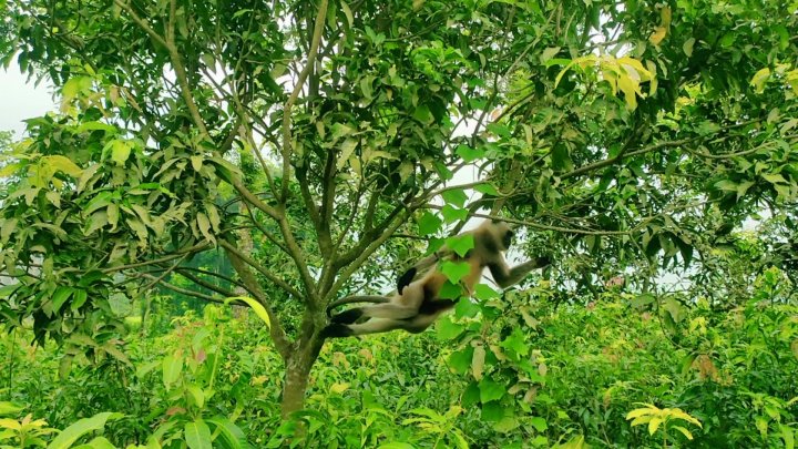 মিরপুরের একটি নার্সারিতে হনুমানটিকে দেখা যায়